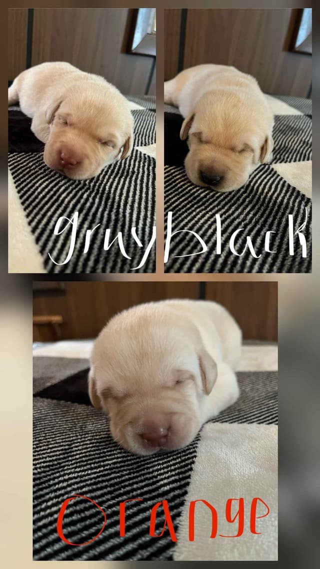 Labrador Retriever Puppies media 4