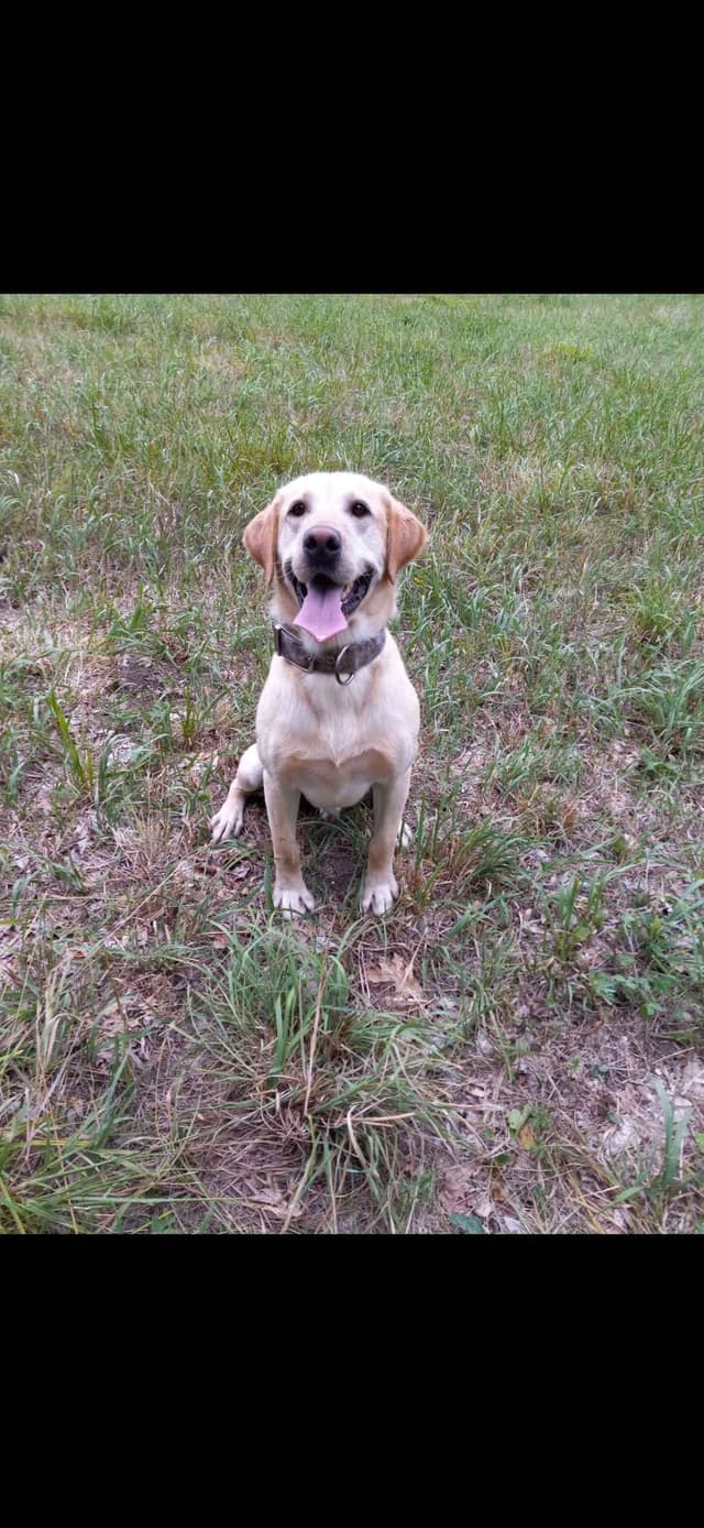 Labrador Retriever Puppies media 7