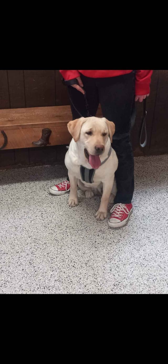 Labrador Retriever Puppies media 6