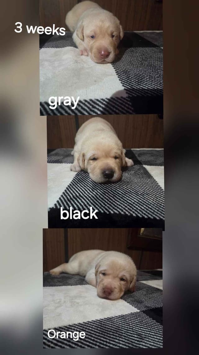 Labrador Retriever Puppies media 2