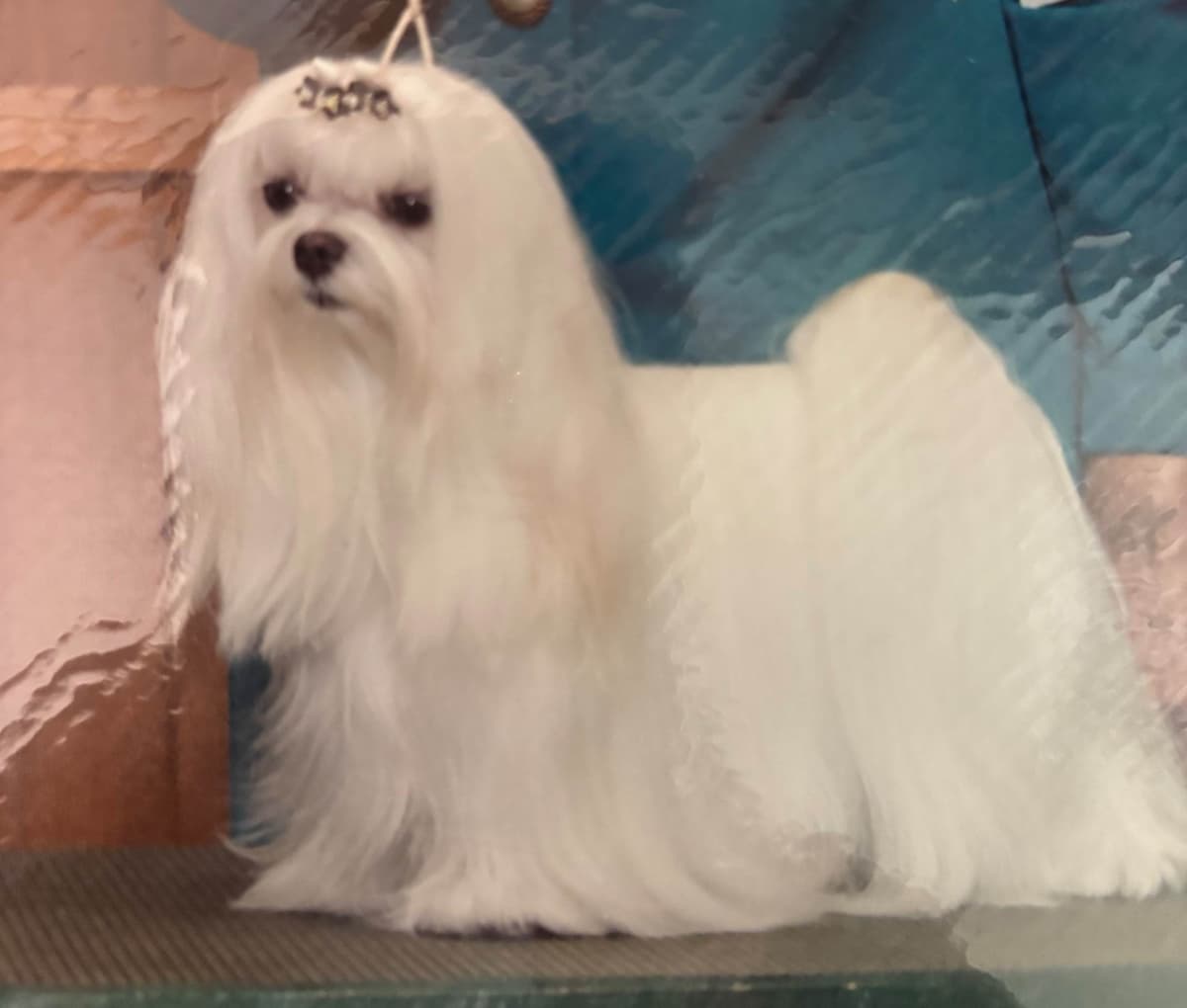 Maltese Puppies breeder image 5