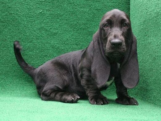 Basset Hound Puppies breeder image 1