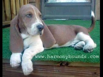 Basset Hound Puppies breeder image 3