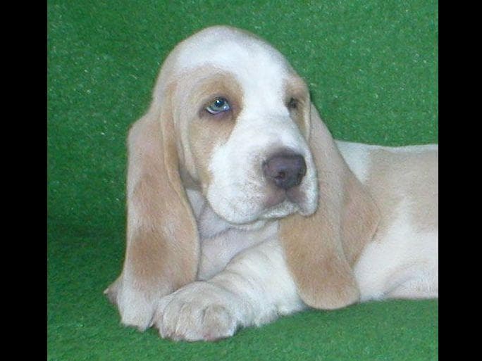 Basset Hound Puppies breeder image 5