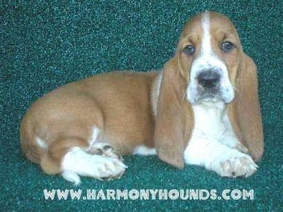 Basset Hound Puppies breeder image 7