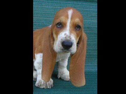 Basset Hound Puppies breeder image 10