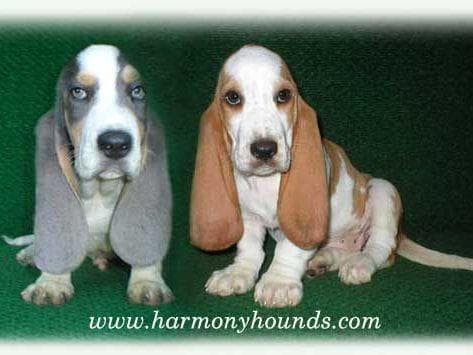 Basset Hound Puppies breeder image 11