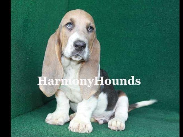 Basset Hound Puppies breeder image 12