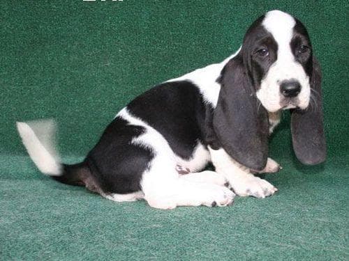 Basset Hound Puppies breeder image 9