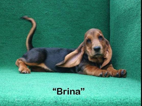 Basset Hound Puppies breeder image 13