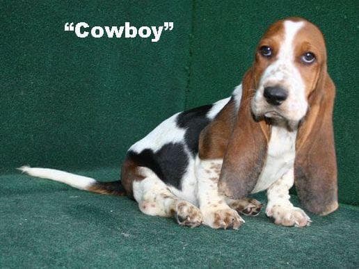 Basset Hound Puppies breeder image 14