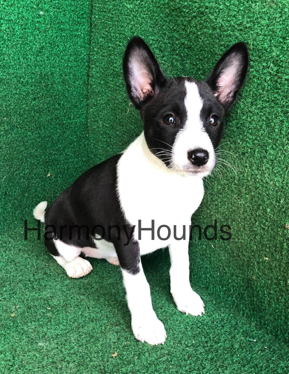 Basset Hound Puppies breeder image 4