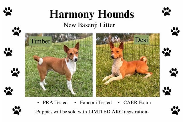 Red Female Basenji Puppies media 3