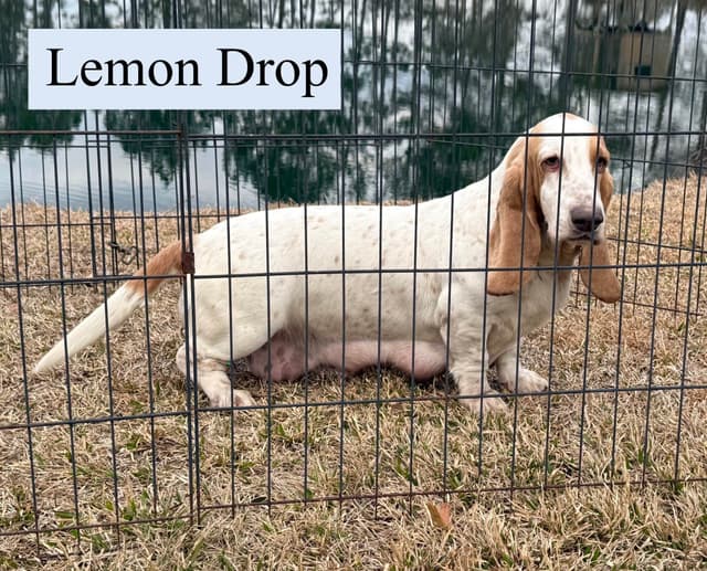 Basset Hound Puppy media 2