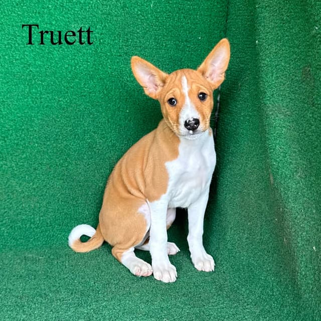 Red Male Basenji Puppies media 2