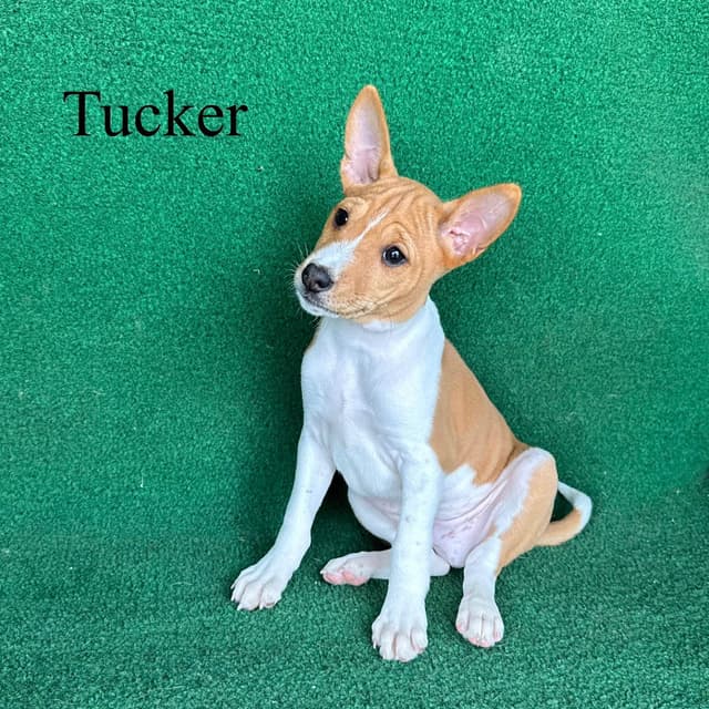 Red Male Basenji Puppies media 7