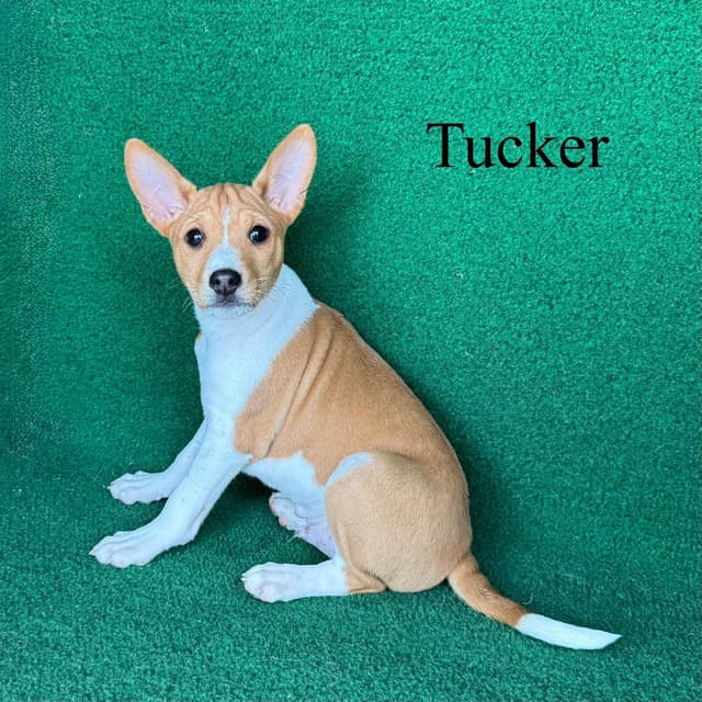 Red Male Basenji Puppies media 5