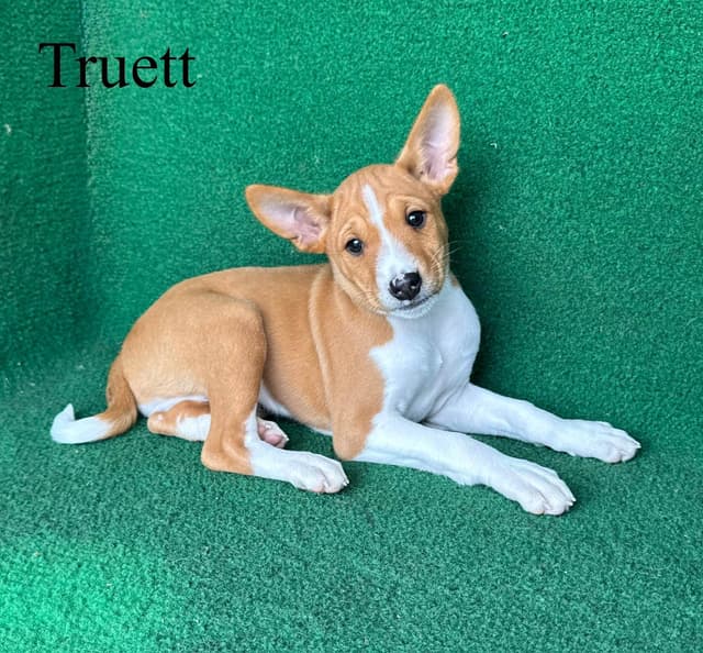 Red Male Basenji Puppies media 4