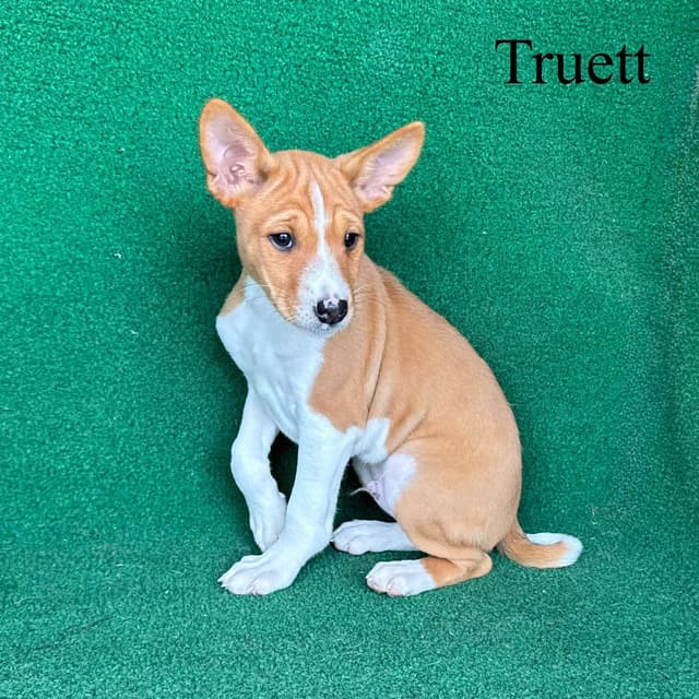 Red Male Basenji Puppies media 6
