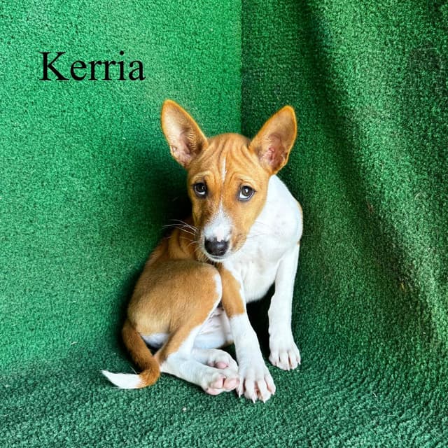 Basenji Puppies media 2