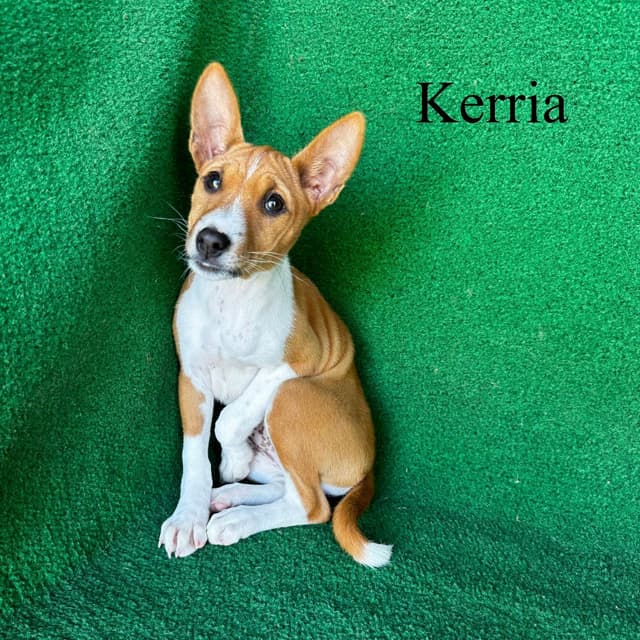 Basenji Puppies media 3