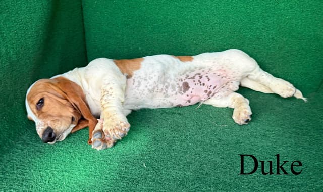 Basset Hound Puppy media 3
