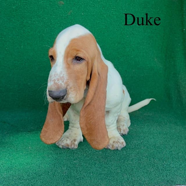 Basset Hound Puppy media 4