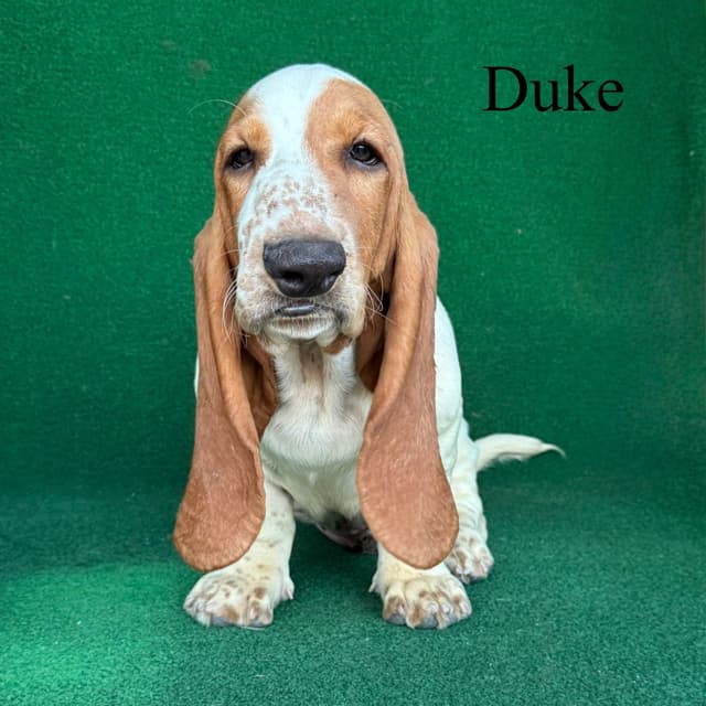 Basset Hound Puppy media 6