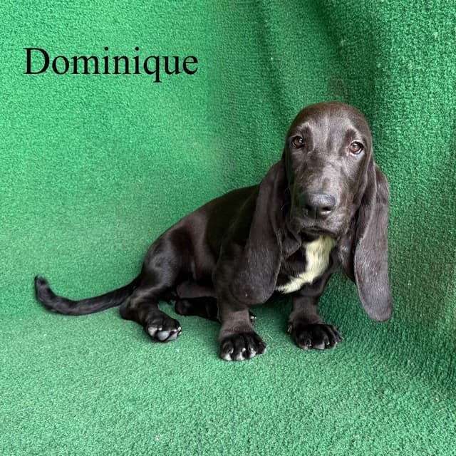 Basset Hound Puppies media 4