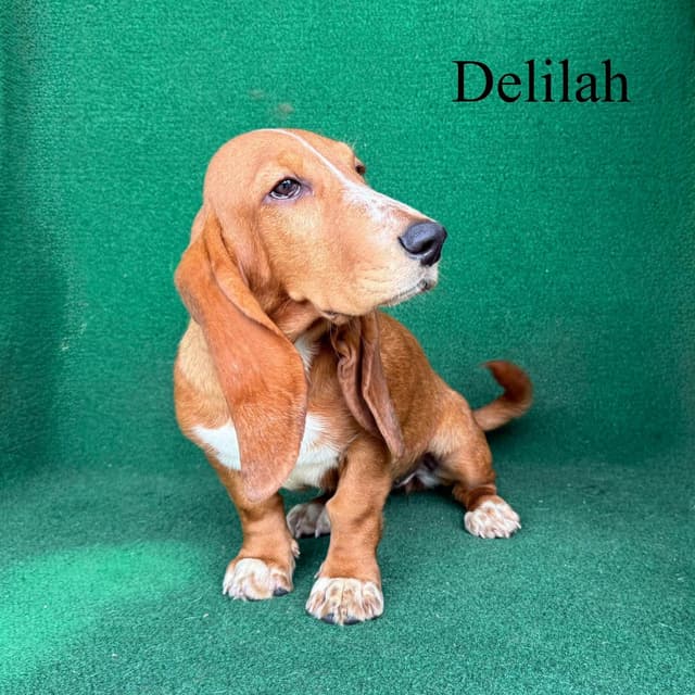 Basset Hound Puppies media 5