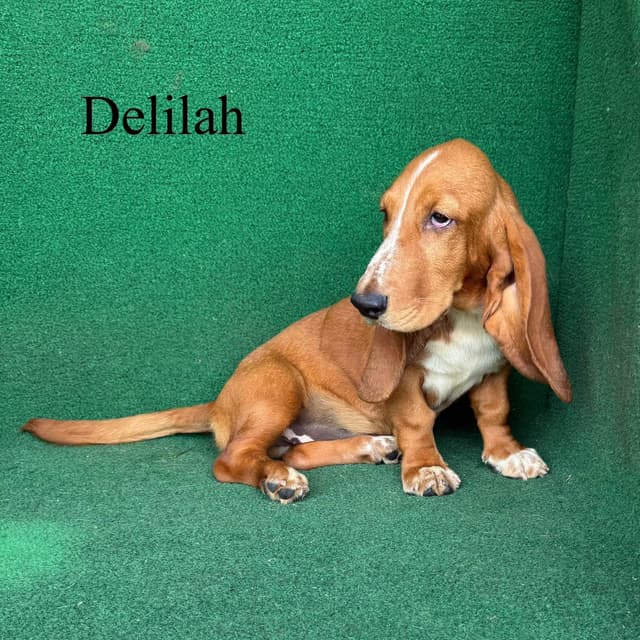 Basset Hound Puppies media 2