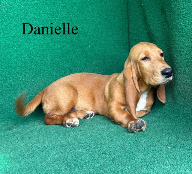 Basset Hound Puppies media 3