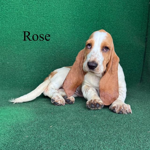 Basset Hound Puppies media 4