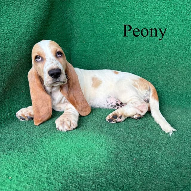 Basset Hound Puppies media 2