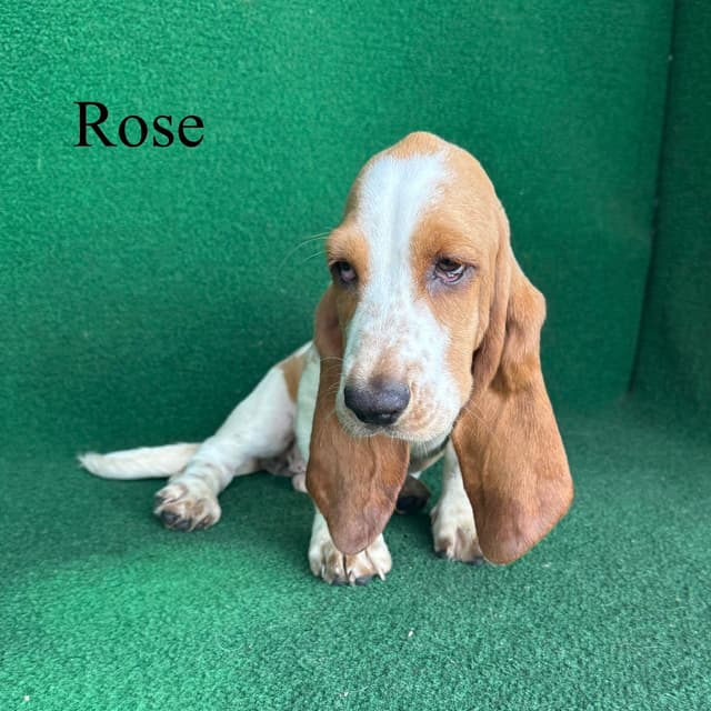 Basset Hound Puppies media 8