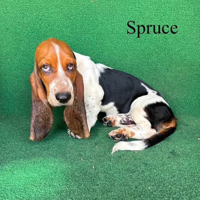 Basset Hound Puppies media 3