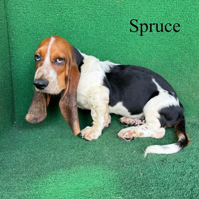 Basset Hound Puppies media 7