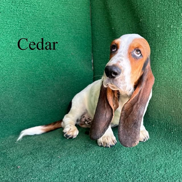 Basset Hound Puppies media 5