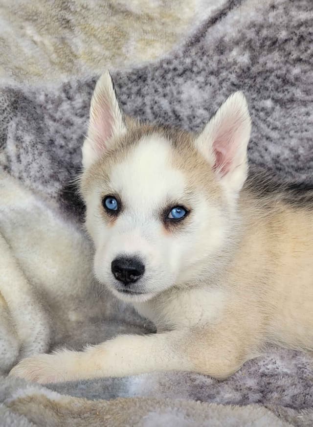 Siberian Husky Puppies media 2