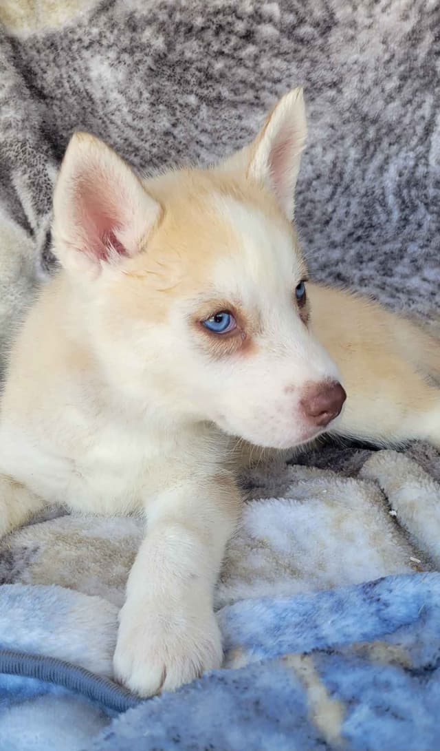 Siberian Husky Puppies media 3