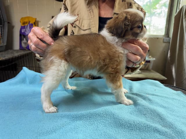 Japanese Chin Puppies media 2