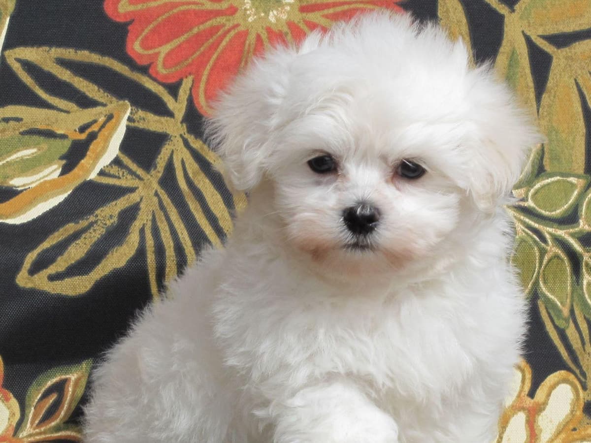 Coton de Tulear Puppies breeder image 1