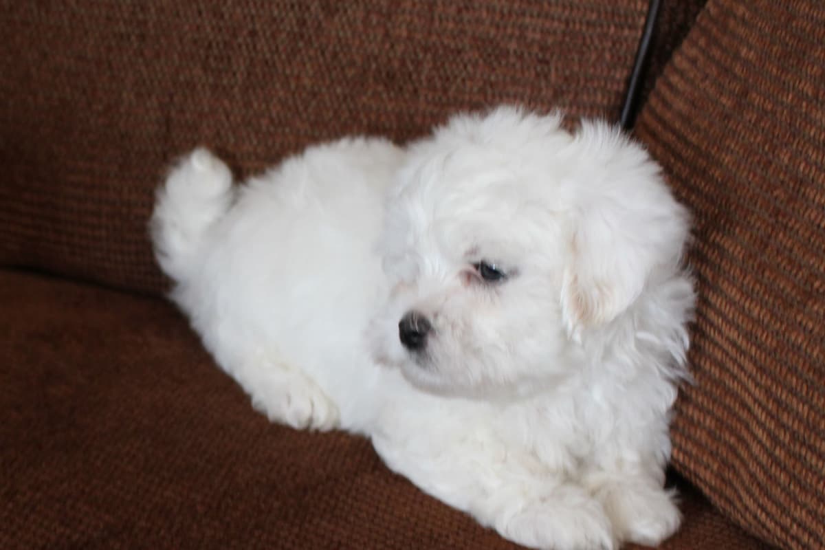 Coton de Tulear Puppies breeder image 4