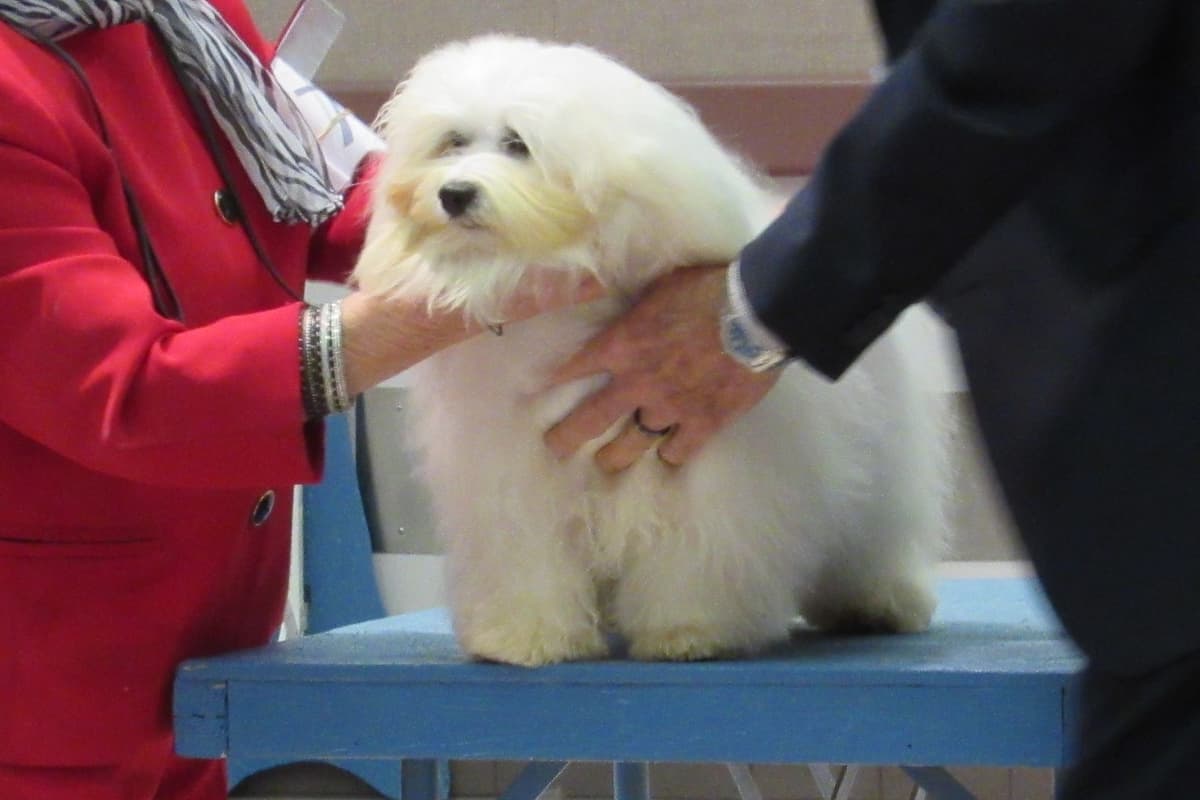 Coton de Tulear Puppies breeder image 3