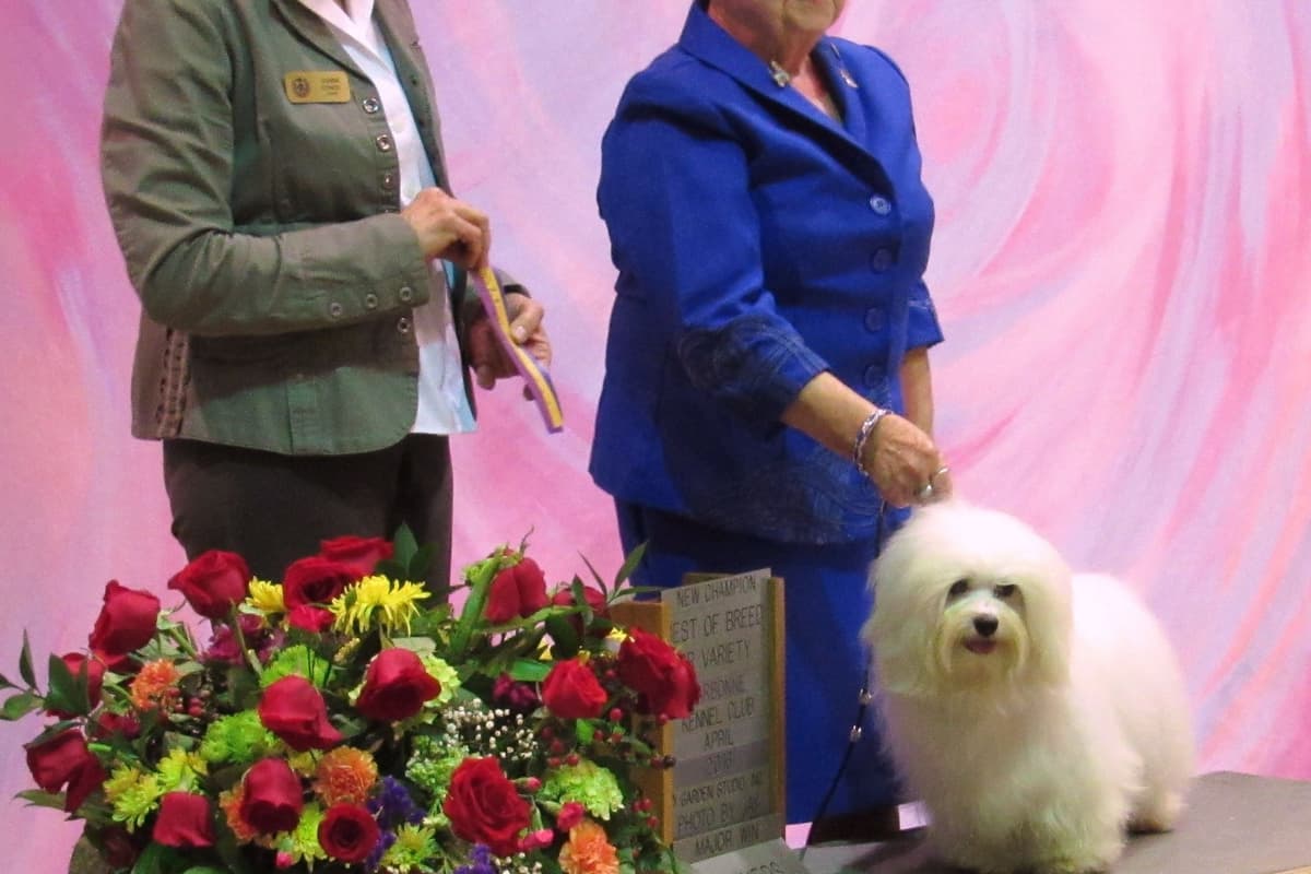 Coton de Tulear Puppies breeder image 2