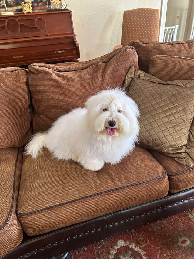 Coton de Tulear Puppies media 2