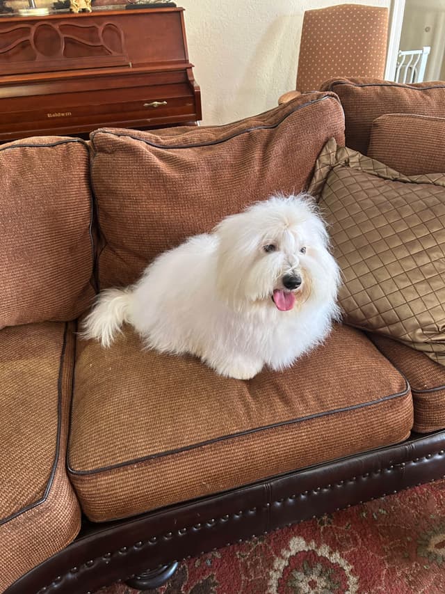 Coton de Tulear Puppies media 3