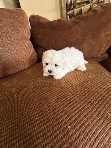 Coton de Tulear Puppies media 2