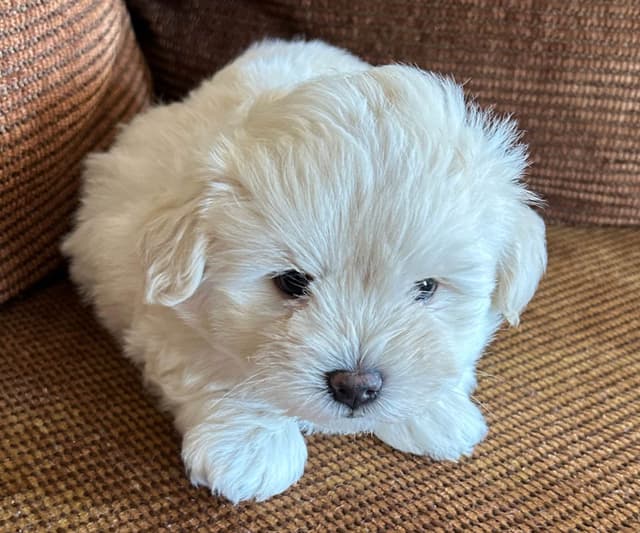 Coton de Tulear Puppies media 2