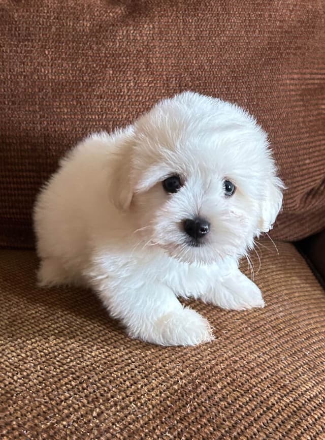 Coton de Tulear Puppies media 12